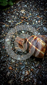 Single snail on pavement