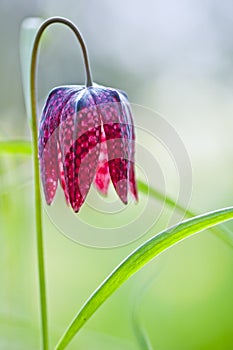 Single snake's head fertillery flower