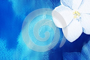 Single snow-white flower head on bright blue azure background like clear water. Fresh spring or summer morning backdrop. Blue