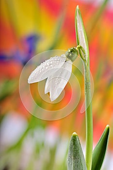 Single snowdrop