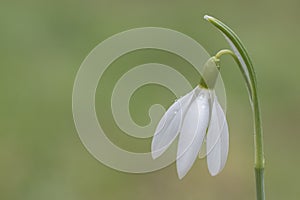A single snowdrop on a green backdrop