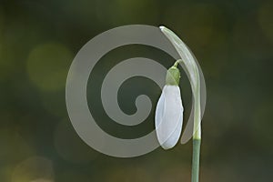 A single snowdrop