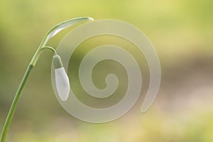 A single snowdrop