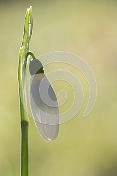 A single snowdrop