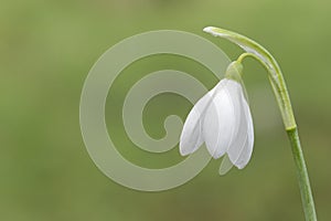 A single snowdrop