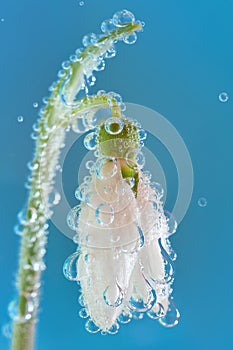 Single Snowdrop and water drops