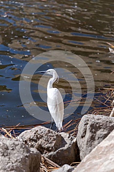 Single snowy egret hunting around the Ebro River in Zaragoza, Spain