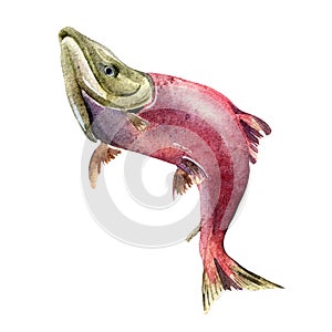 Single sockeye salmon, coho watercolor illustration isolated on white background.