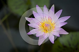 Soft pink lotus flower with yellow pollen and green lotus leaves backgrounds is blooming in the pool. Water lily