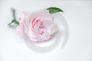 A Single Soft Pink Rose
