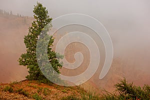 Single solitary pine tree in the fog in bryce canyon national park