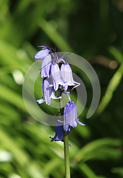 Single spanish bluebell, endymion hispanicus