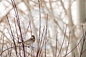 Single Sparrow resting on a Dogwood branch in winter