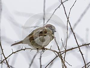 Single sparrow sitting on leafless thorny twig