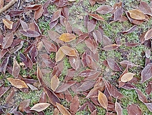 Leaves covered with hoar frost on a village green playing field.