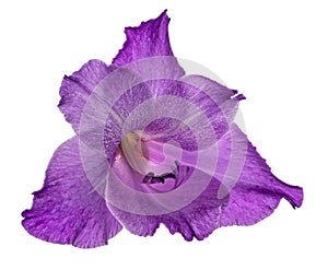 Single speckled violet gladiolus bloom isolated on white