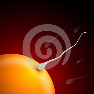 Single Sperm Fertilizing Egg