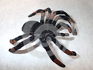 EEK, a single spider.. Halloween decorations photo