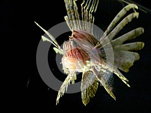A single spinney lionfish swimming