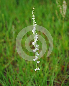 Single Spiral Stalks with Tightly wrapped White Flowers