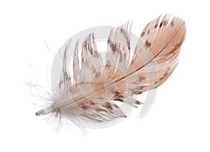Single spotted brown feather on white