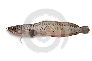 Single spotted wolffish