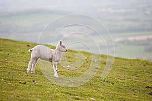 Single Spring lamb in field