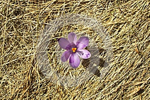 Single spring purple crocus flower on a dry hay background