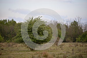 A single spring tree in the glade