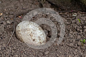 Single sprinkled egg in a sand hole for incubation or breeding in sand of reptiles and coldblooded animals like crocodiles photo