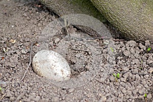 Single sprinkled egg in a sand hole for incubation or breeding in sand of reptiles and coldblooded animals like crocodiles photo