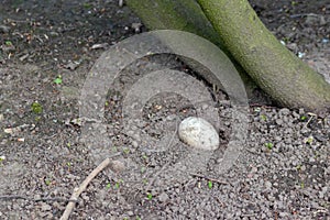 Single sprinkled egg in a sand hole for incubation or breeding in sand of reptiles and coldblooded animals like crocodiles photo