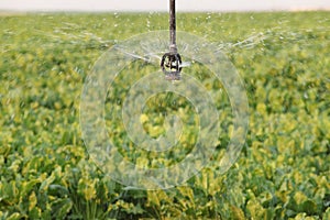 A single sprinkler head irrigates sugar beets growing in an Idaho. field. photo