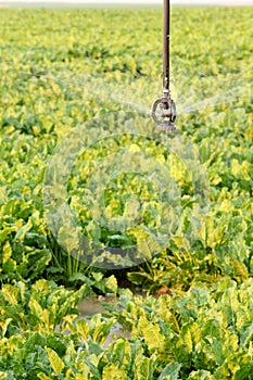 A single sprinkler head irrigates sugar beets growing in an Idaho. field. photo