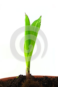 Single sprout of corn