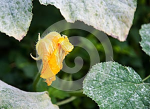 A single squash blossom surrounded by leaves