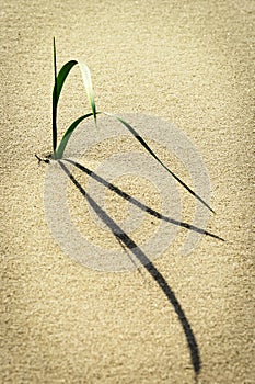 Single stalk of beach grass or sand ryegrass Leymus arenarius growing on dune at Baltic coast. photo