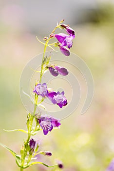 Single Stalk of a Beautiful Purple Wildflower with Light & Bokeh