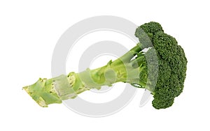 Single stalk broccoli side view