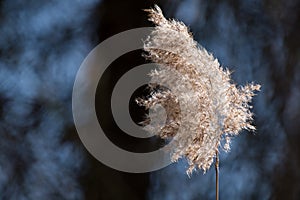 A single stalk of marsh grass shown closeup