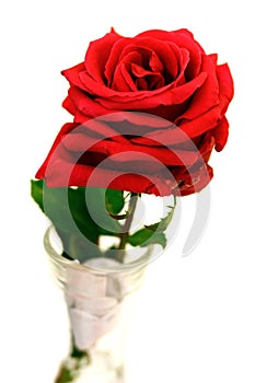 Single stalk of red rose