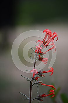 Red Skyrocket flower Scarlet Gilia Ipomopsis aggregata photo