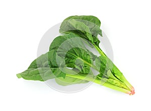 Single Stalk Spinach
