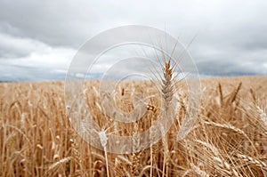 Single stalk of wheat sticking out of a wheatfield