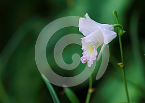 A single stalk of wild orchid