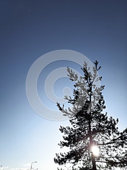 single-standing tree on a gradient sky background