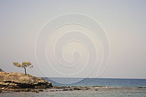 Single standing tree on sea shore
