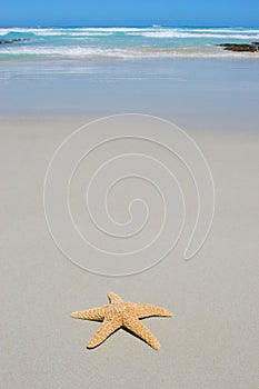 Single starfish on beach