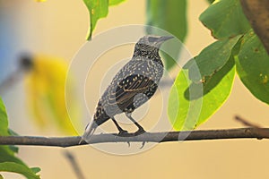 Single Starling on branch