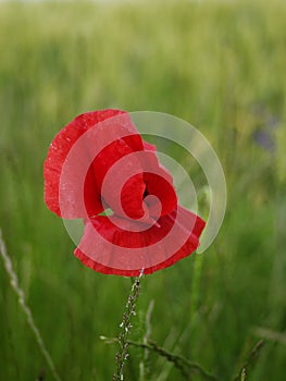 Single stem of bloomed red poppy flower in a green wheat field close up shot daytime warm light